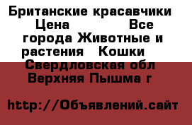 Британские красавчики › Цена ­ 35 000 - Все города Животные и растения » Кошки   . Свердловская обл.,Верхняя Пышма г.